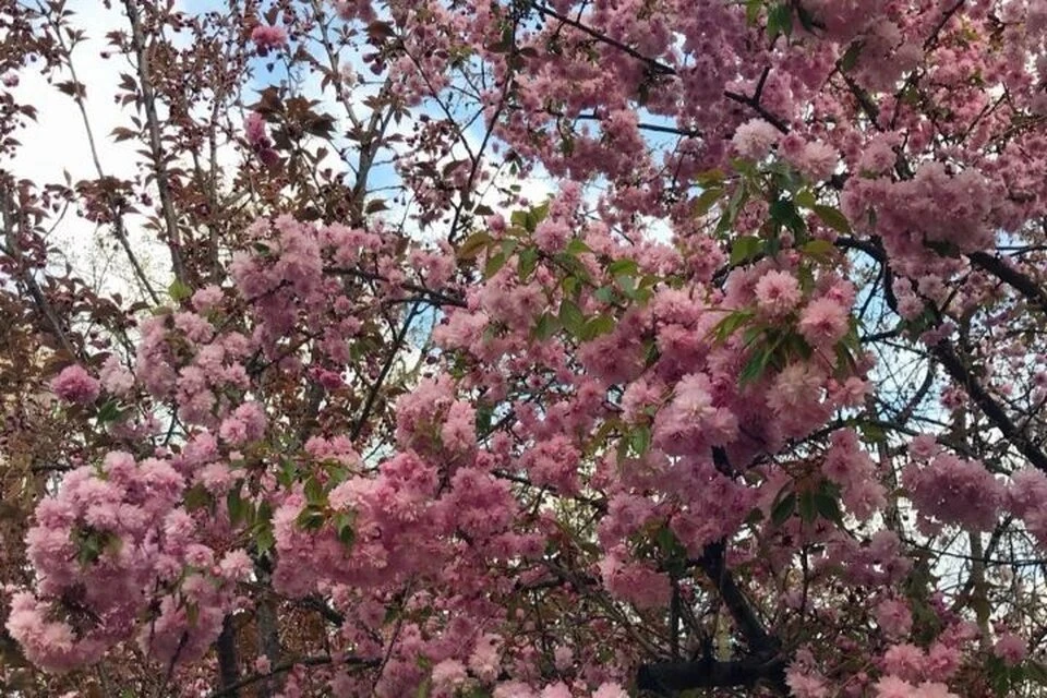 В Токио начался поздний сезон цветения сакуры
