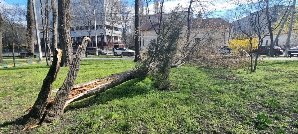 От сильного ветра повалены деревья. Фото: WTF Moldova
