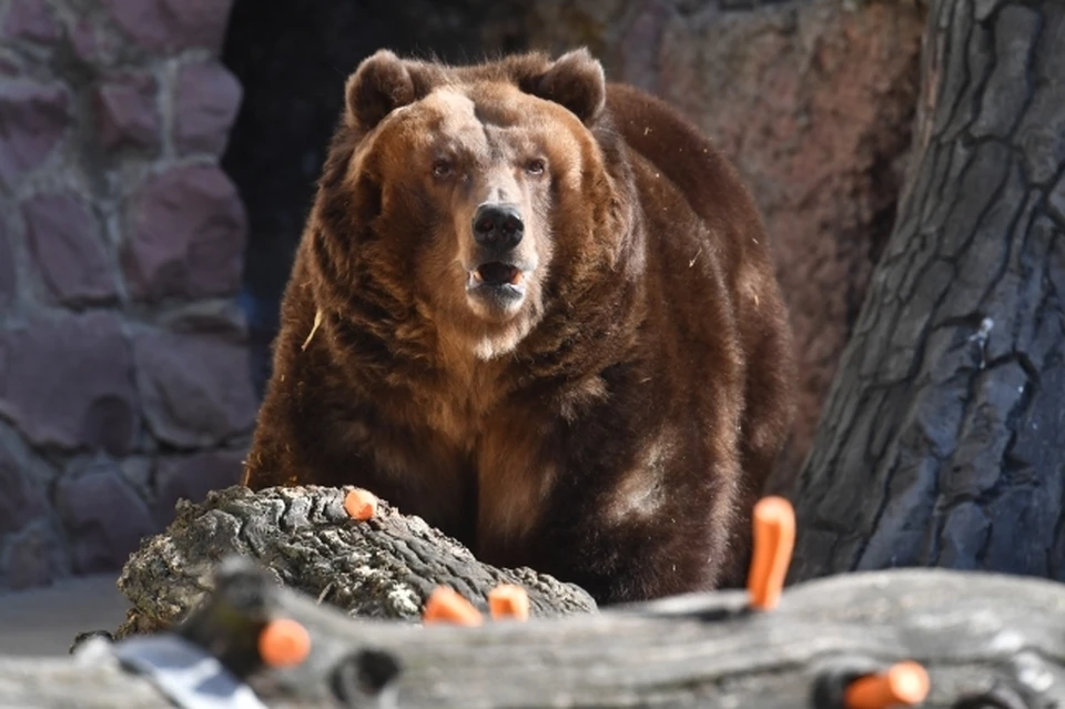 В Татарстане в последние годы численность бурого медведя выросла в два раза.