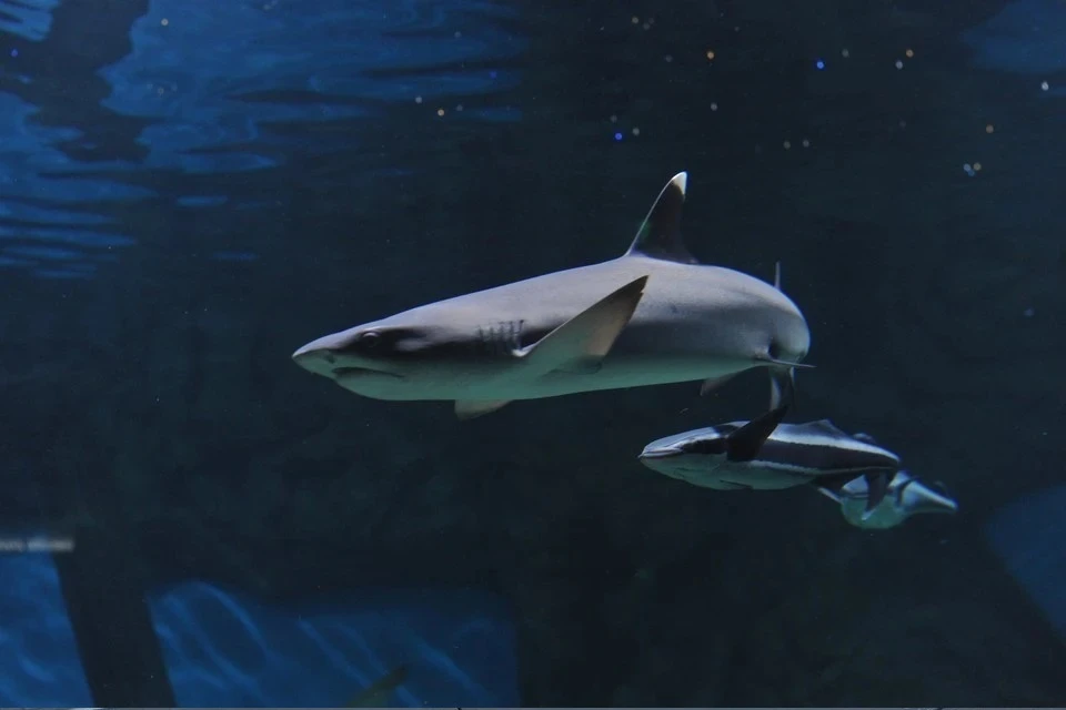 Эксперты напомнили, что акулы не нападают без причины. Фото: Анатолий ЖДАНОВ.