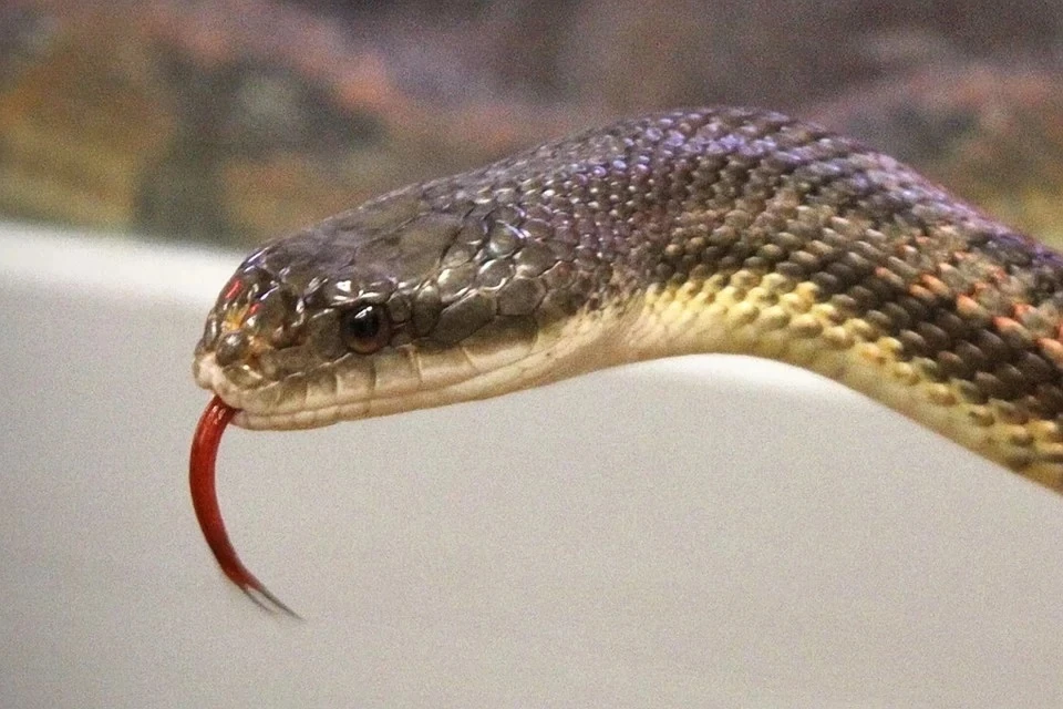 Зоолог Кулакова: укус любой змеи может привести к заражению