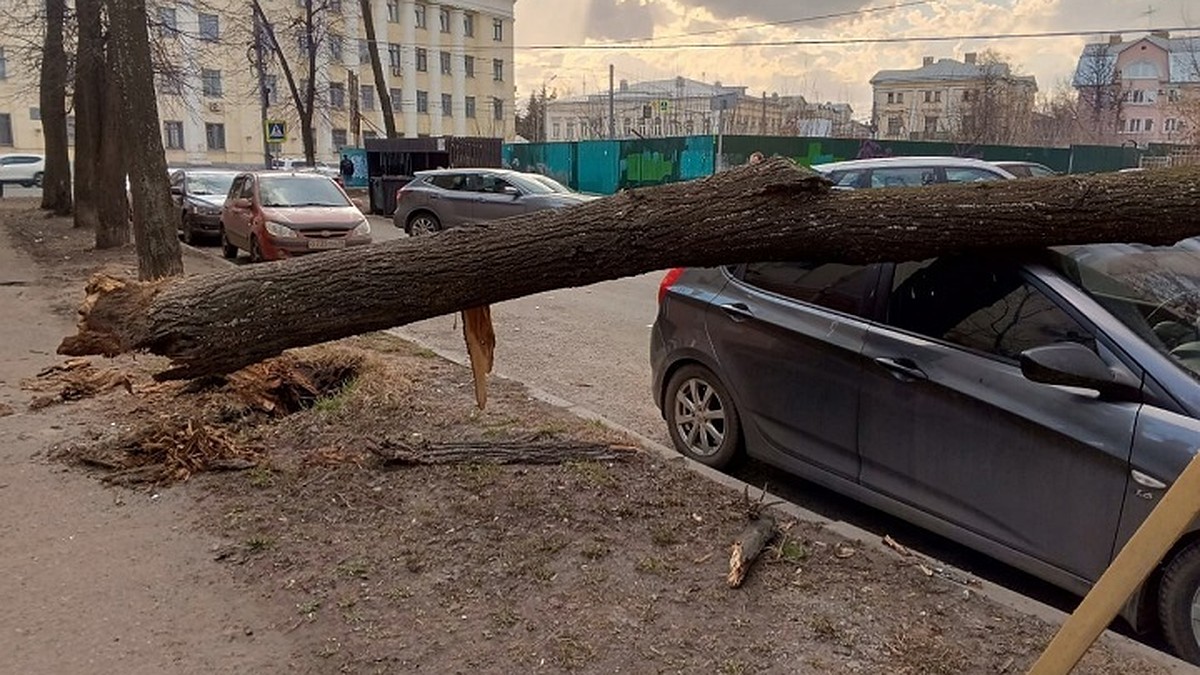 Сильный ветер повалил деревья и сорвал светофор в Ярославле - KP.RU