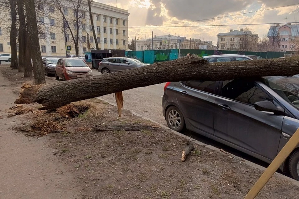 На улице Флотской дерево упало на машину. ФОТО: группа "Подслушано в Ярославле" ВКонтакте