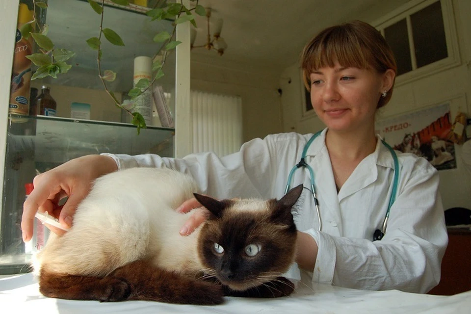 Бесплатную вакцинацию домашних животных от бешенства проведут в Якутске