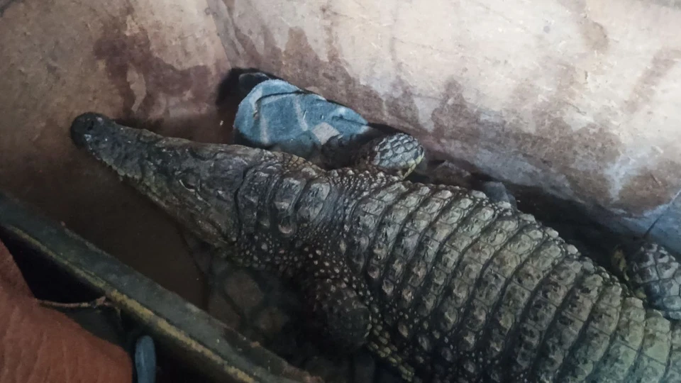 Крокодила по кличке Бакс пытались незаконно провезти через границу / Фото: Самарская таможня
