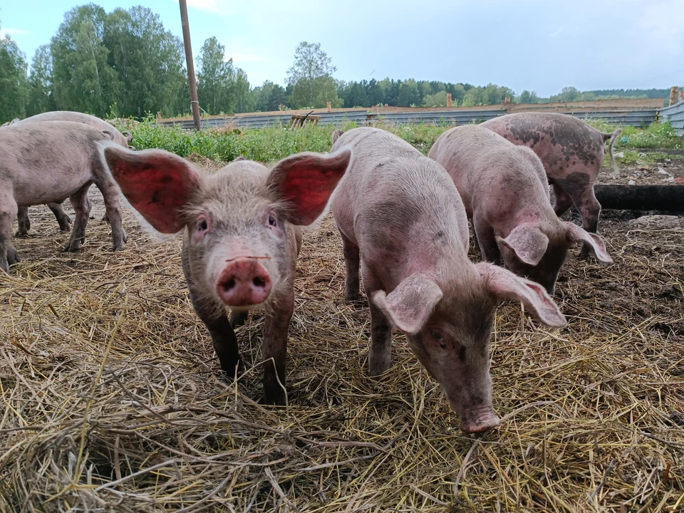 На Кубани продолжают восстанавливать свинокомплексы