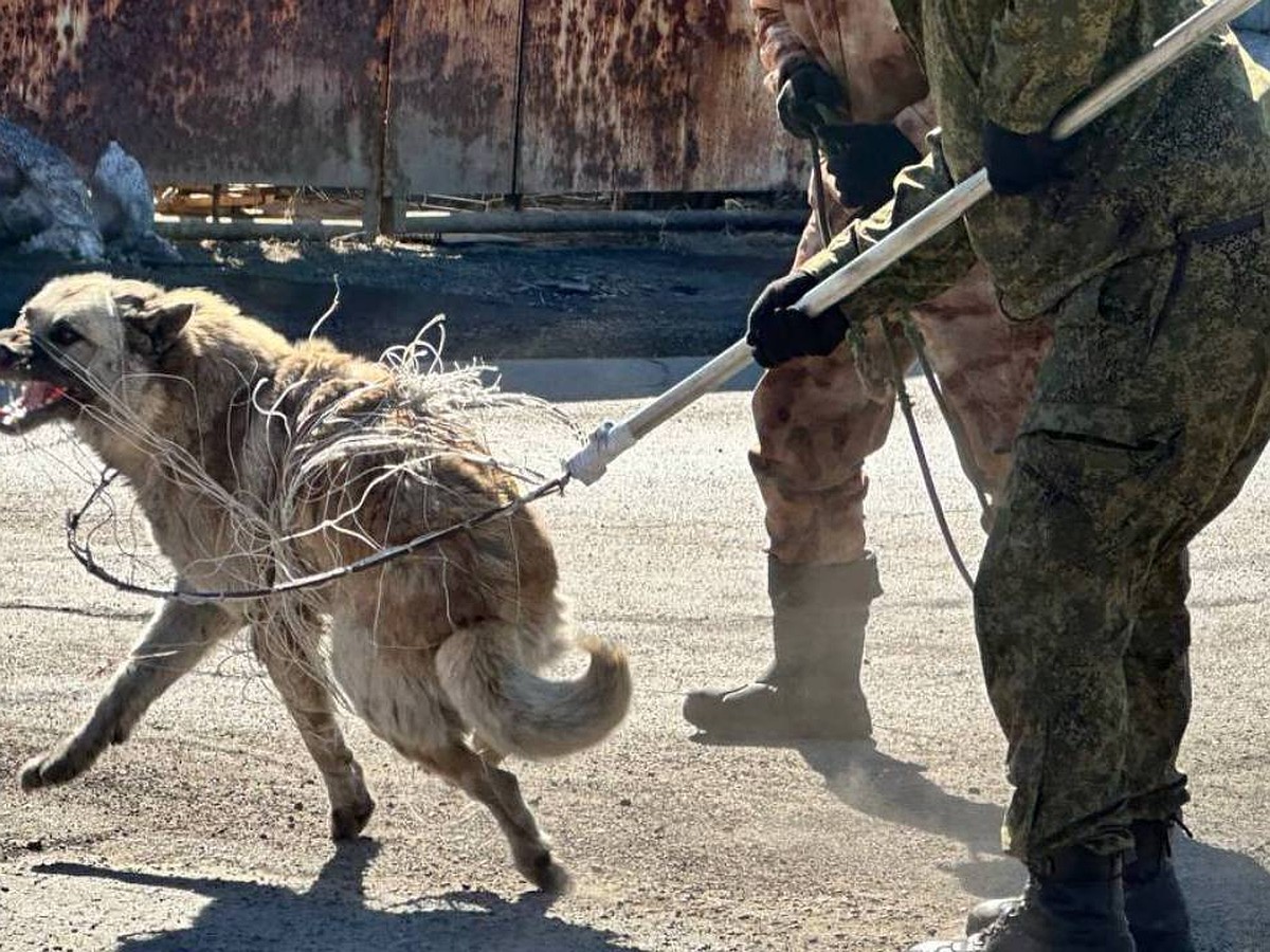 Собаки с бирками щенятся, а один пес в отчетах проходит за трех: что  скрывают ловцы бродячих животных - KP.RU