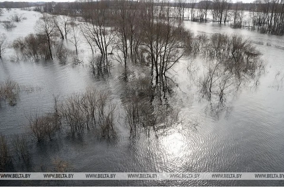 Уровень воды на Припяти у Петрикова превысил опасную высокую отметку. Фотоиллюстрация: архив БелТА.