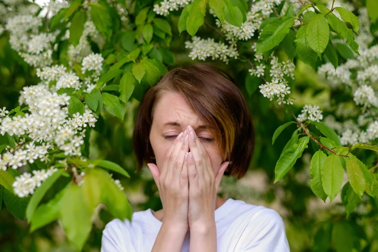 Цветет черемуха: аллергия может вызвать сильный кашель и даже рвоту
