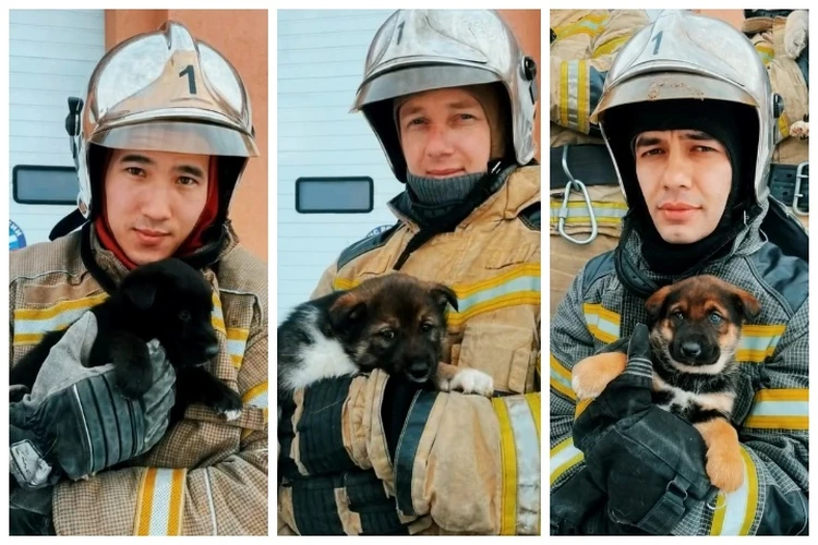«Будет грустно с ними расставаться»: на Ямале пожарные два месяца выхаживали щенят и теперь ищут для них новый дом