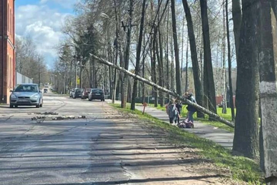 В Тверской области на ребенка упало дерево Фото: прокуратура Тверской области