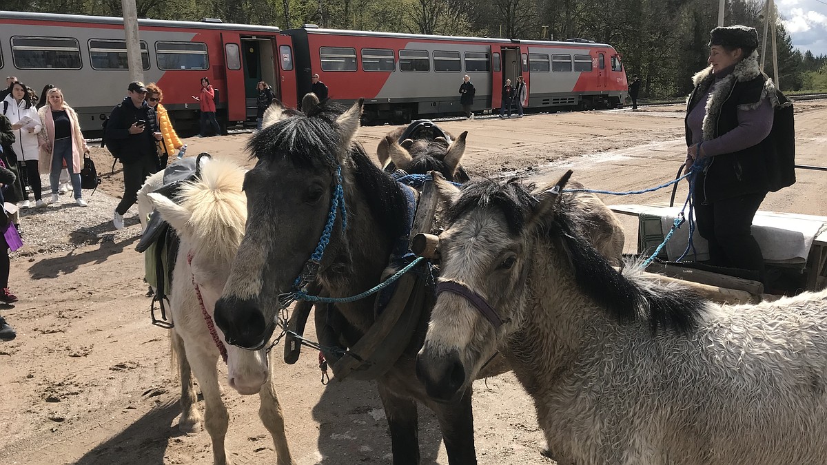 В гости к аистам: В Краснолесье пустили пассажирский поезд впервые за 60  лет - KP.RU