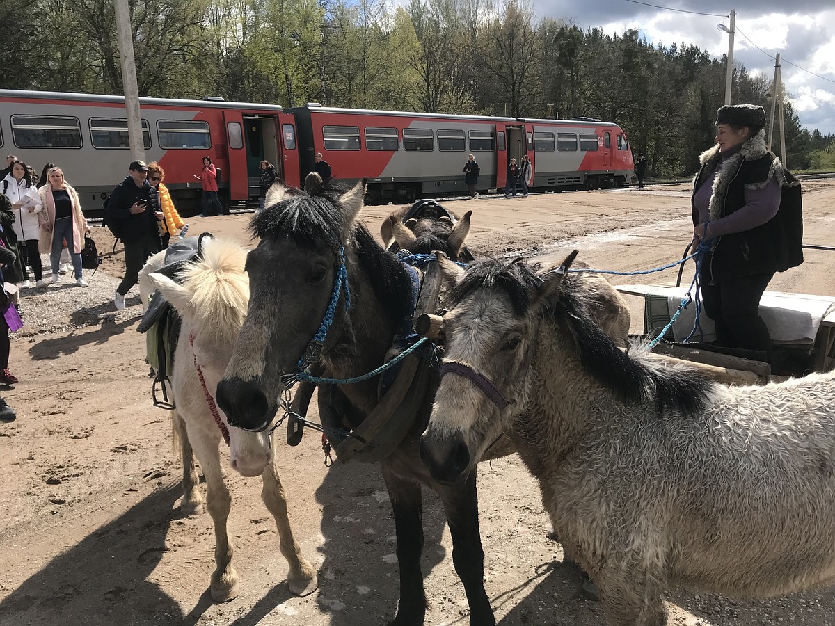 В гости к аистам: В Краснолесье пустили пассажирский поезд впервые за 60  лет - KP.RU