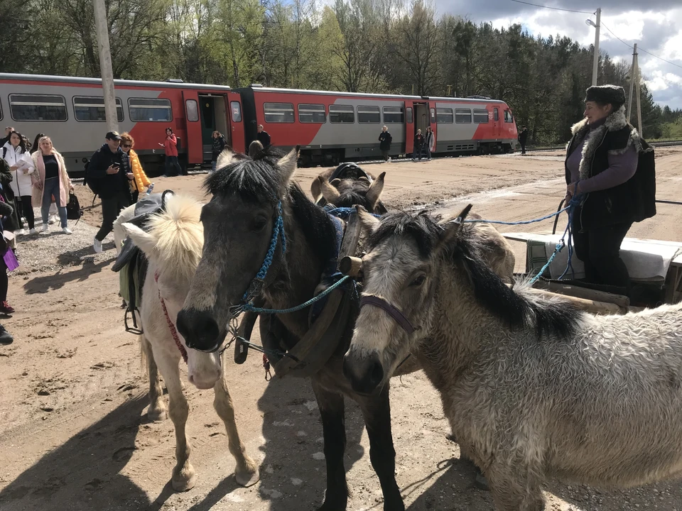 На станции в Краснолесье первых гостей встречала повозка, запряженная лошадьми.