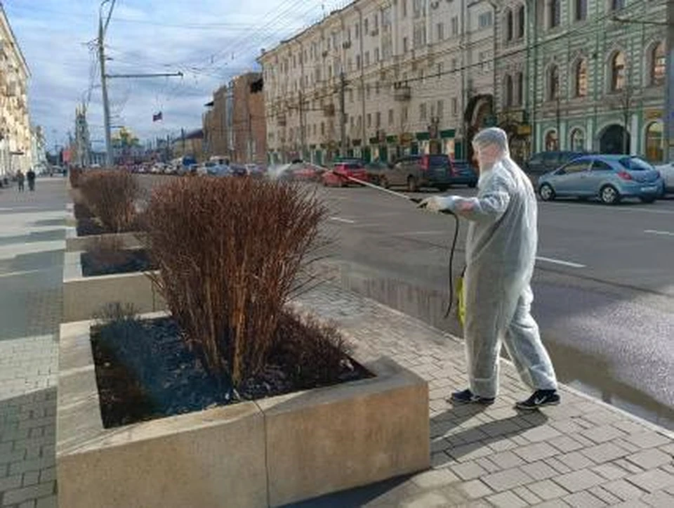 В Туле на проспекте Ленина деревья и кустарники обработали от вредителей