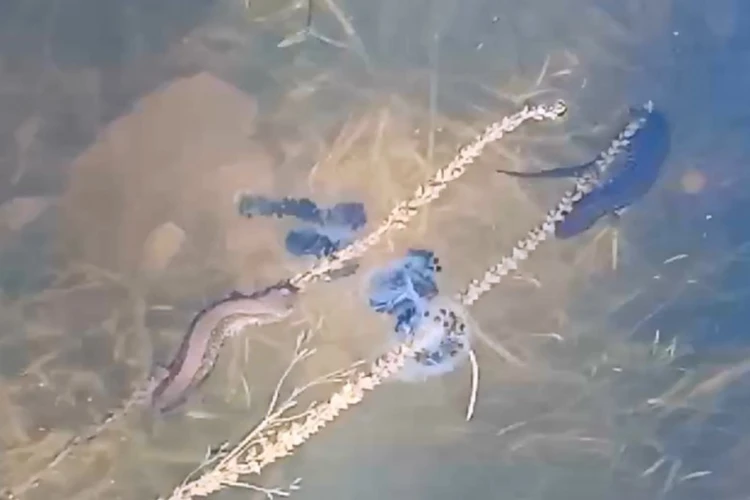 Милующихся сибирских углозубов заметили в озере в Приамурье
