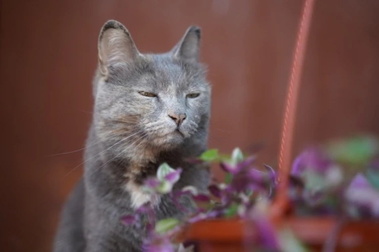 «Кошка Януса»: В Киренске Иркутской области родился котенок-мутант