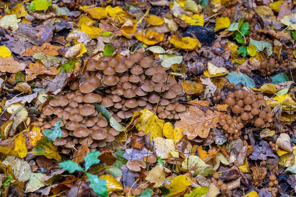 Новосибирцам рассказали, как отличить съедобные грибы от ядовитых