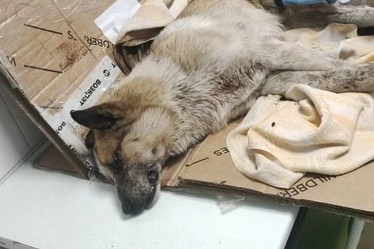 Расстрелял пса, а затем выбросил его на помойку: жителю Красноярского края грозит до пяти лет колонии за жестокое убийство животного