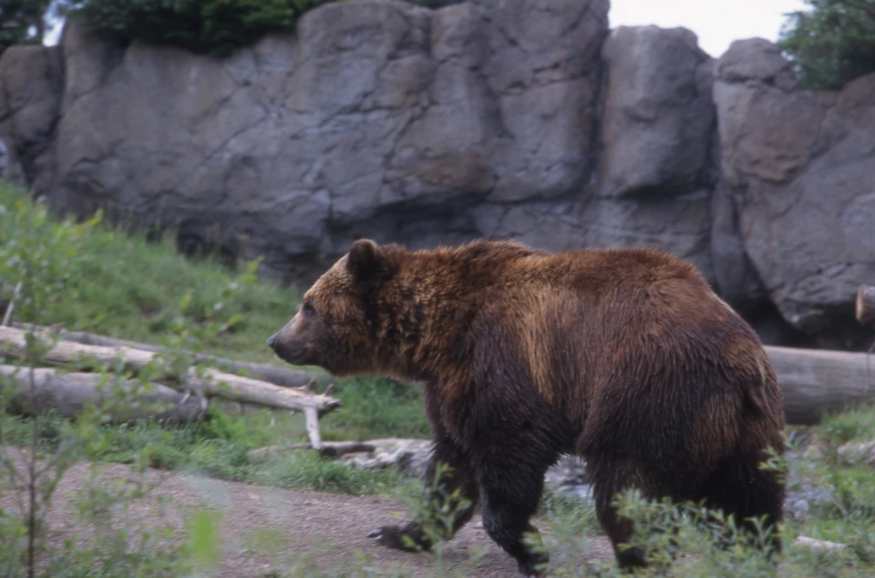 В Японии мужчина пережил нападение медведя благодаря навыкам карате