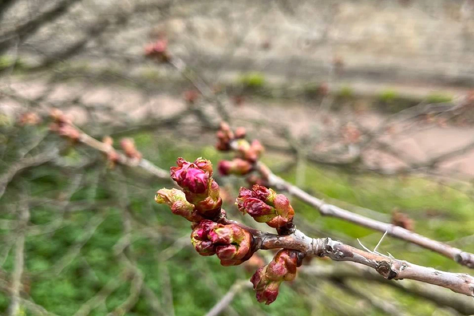 Цветение сакуры ожидается в первой декаде мая. Фото: пресс-служба Ботанического сада Петра Великого