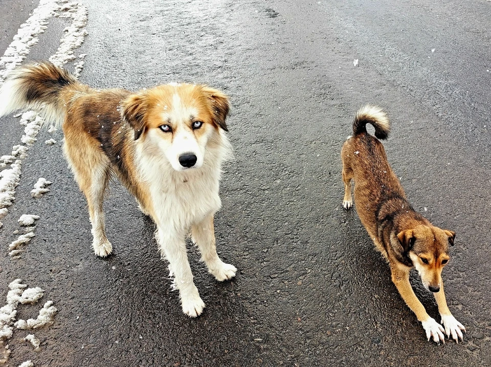 В Коми по факту массового отравления собак организована проверка. Фото: Екатерина ЧЕРНУХА.