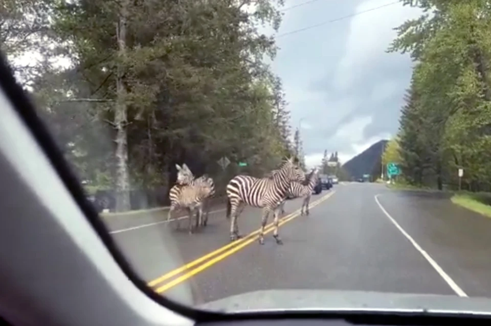Четыре частные зебры, которых перевозили в трейлере, вырвались на свободу на автостраде штата Вашингтон. Фото: стоп-кадр видео