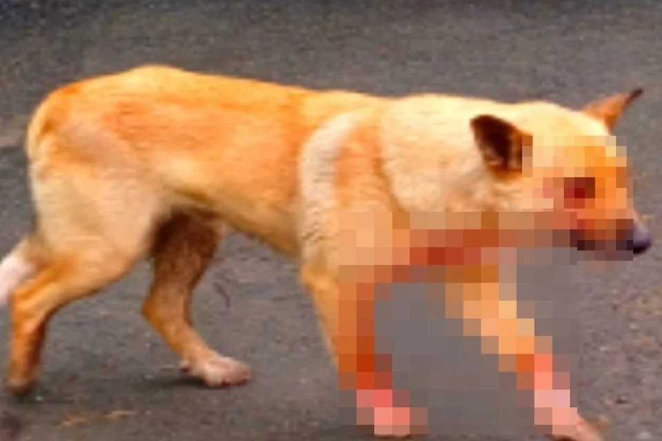 Под Новосибирском рыжему псу, пострадавшему от живодеров, не могут найти хирурга. Фото: предоставлено Сергеем