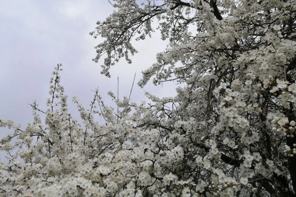 Когда цветут сады, без заморозков в Беларуси не обходится. Фото: архив "КП"