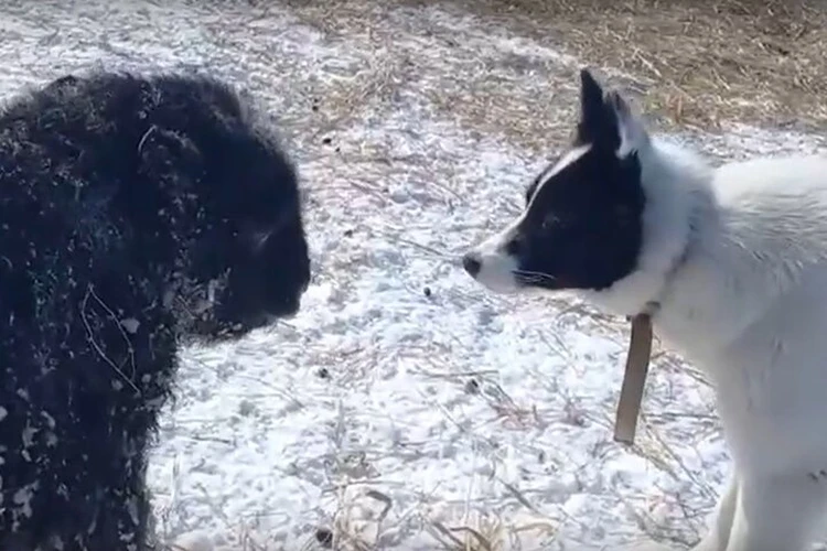 На Ямале малыш овцебыка испугался собаки, решившей поиграть с ним в догонялки