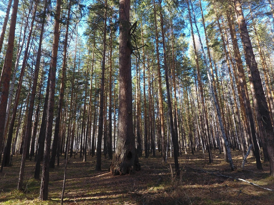 Высота дерева составляет около 34 метров. Фото: ГБУ «ООПТ Челябинской области»