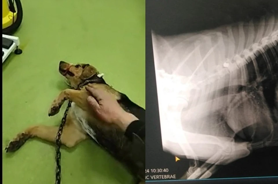 Пуля застряла в позвоночнике, собака не может двигаться Фото: предоставлено редакции