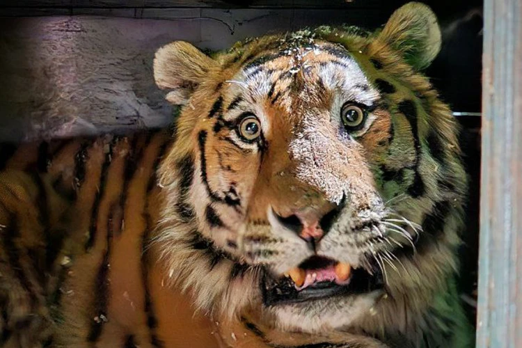 «Решили брать недотрогу на подружку»: В хосписе под Петербургом нашли хитрый подход к амурскому тигру-инвалиду, искалеченному браконьерами