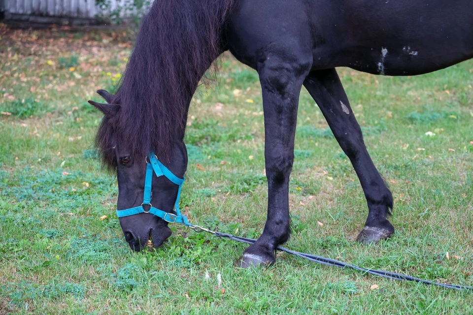 В Туве лошадь протащила 13-летнего подростка по земле на аркане