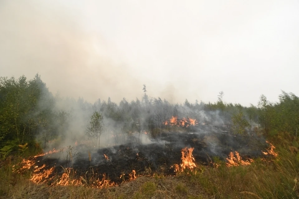 Прогнозируется вероятность возникновения пожаров в природных экологических системах