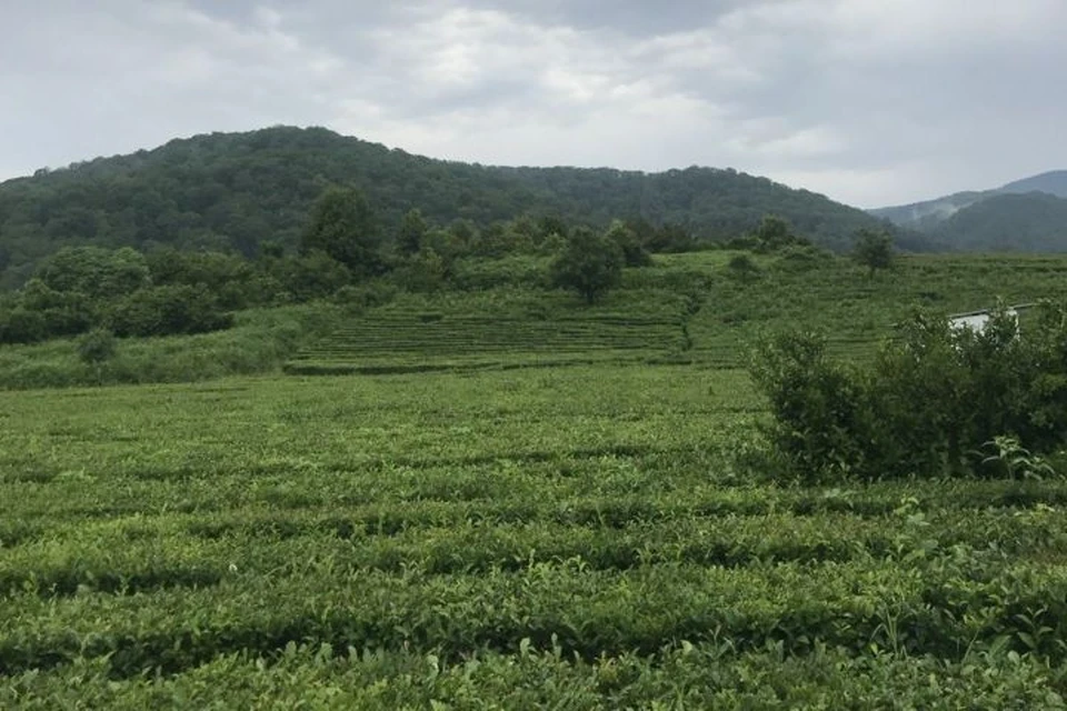 Землям, на которых можно выращивать чай, хотят присвоить особый статус