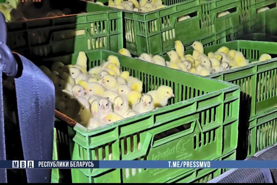В МВД сказали, что в Шклове инженер птицефабрики украл 18 тысяч цыплят. Фото: скриншот с видео МВД Беларуси