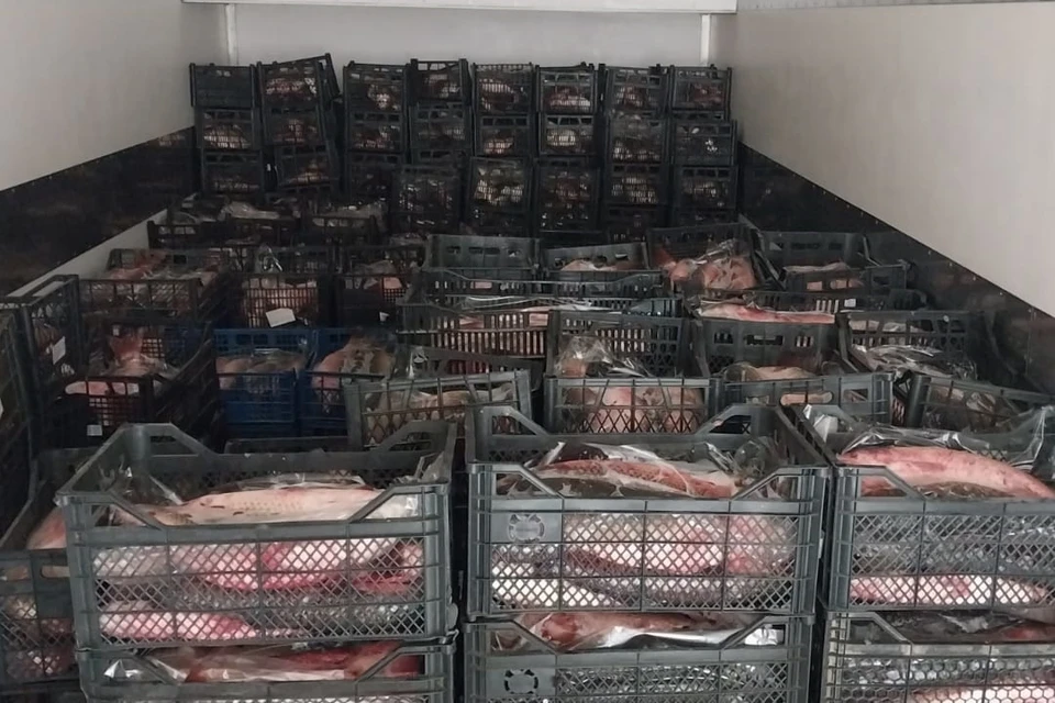 Пять тонн рыбы нашли в трех подпольных цехах у жительницы Таганрога. Фото: УТ МВД России по СКФО