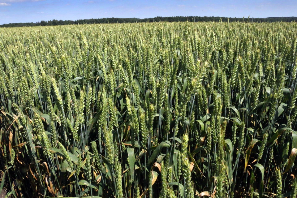 В Тульской области из-за майских заморозков погибло не больше 1% посевов
