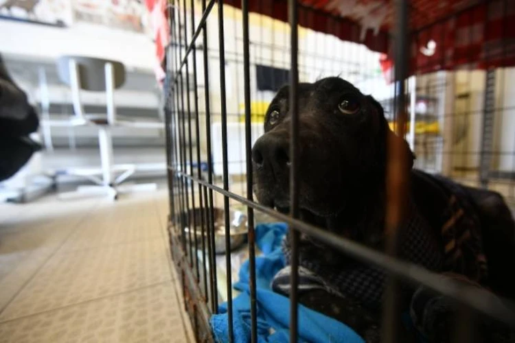 Требовали почти полмиллиона: Хозяева кане-корсо подали в суд на ветеринара, который не смог спасти их беременную собаку
