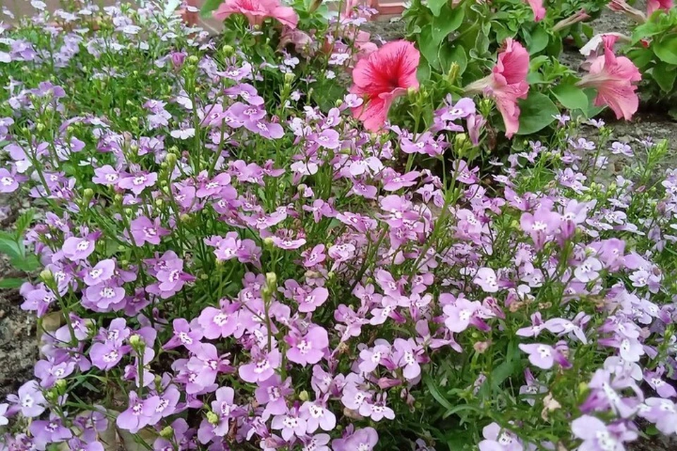 Летом в Новом Уренгое высадят более 93 тысяч цветов