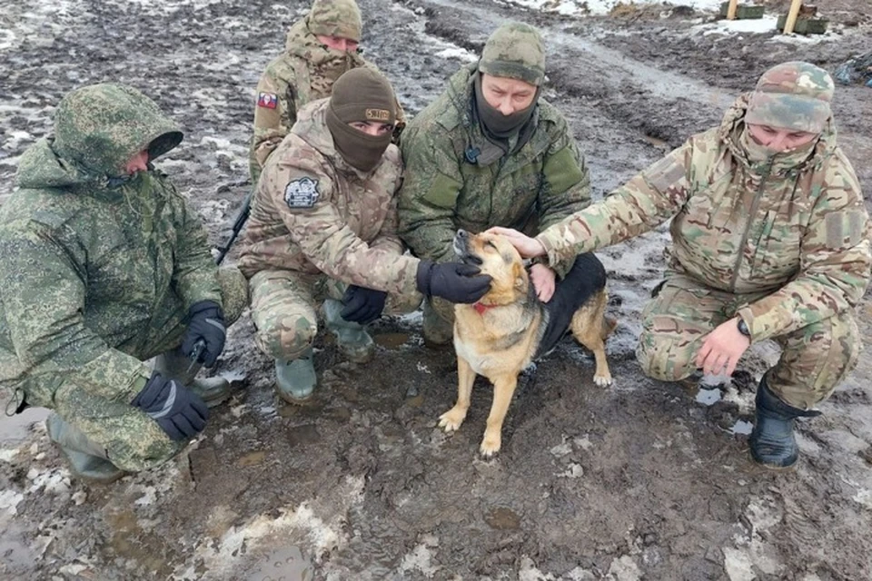 Собака попала к бойцам в январе 2024 года. Фото: сообщество «Вторая жизнь» помощь бездомным животным во «ВКонтакте»