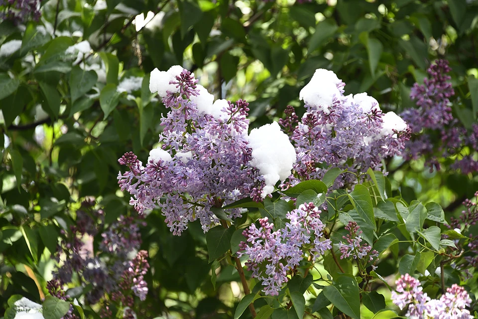 Майский снег