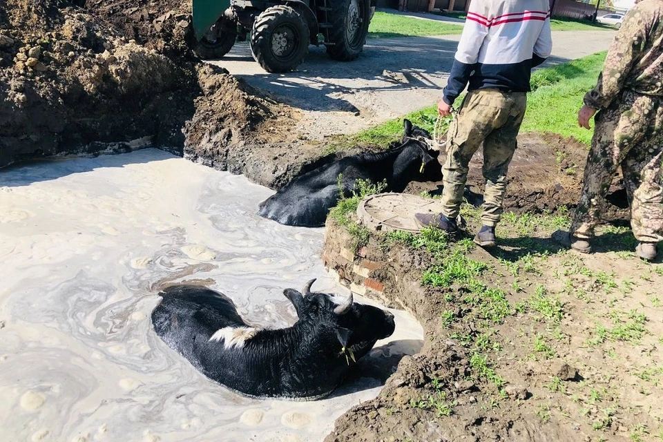 Под Новосибирском коровы провалились в котлован с водой, который не огородили на время ремонта. Фото: Ирина Лавушкина