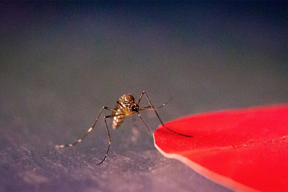 Исследователи экспериментировали с «приманками» разных цветов. Красный – самый привлекательный для комаров.