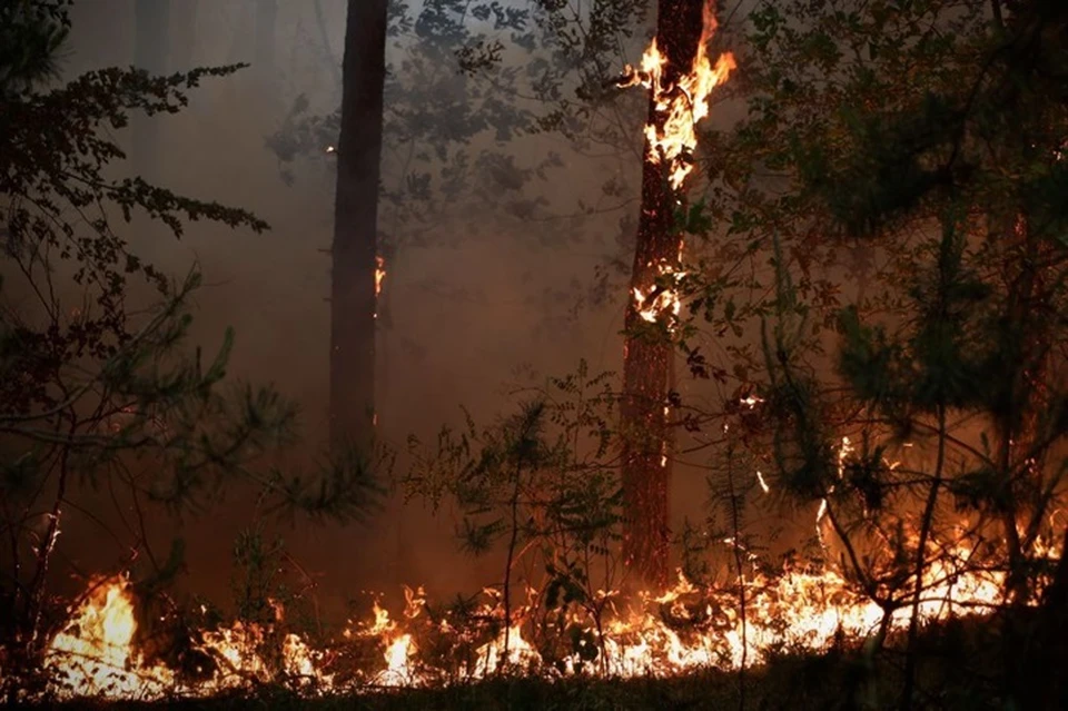 В ЛНР с начала 2024 года спасатели потушили 3 782 пожара, среди которых 2 778 — природные. Фото - МЧС ЛНР