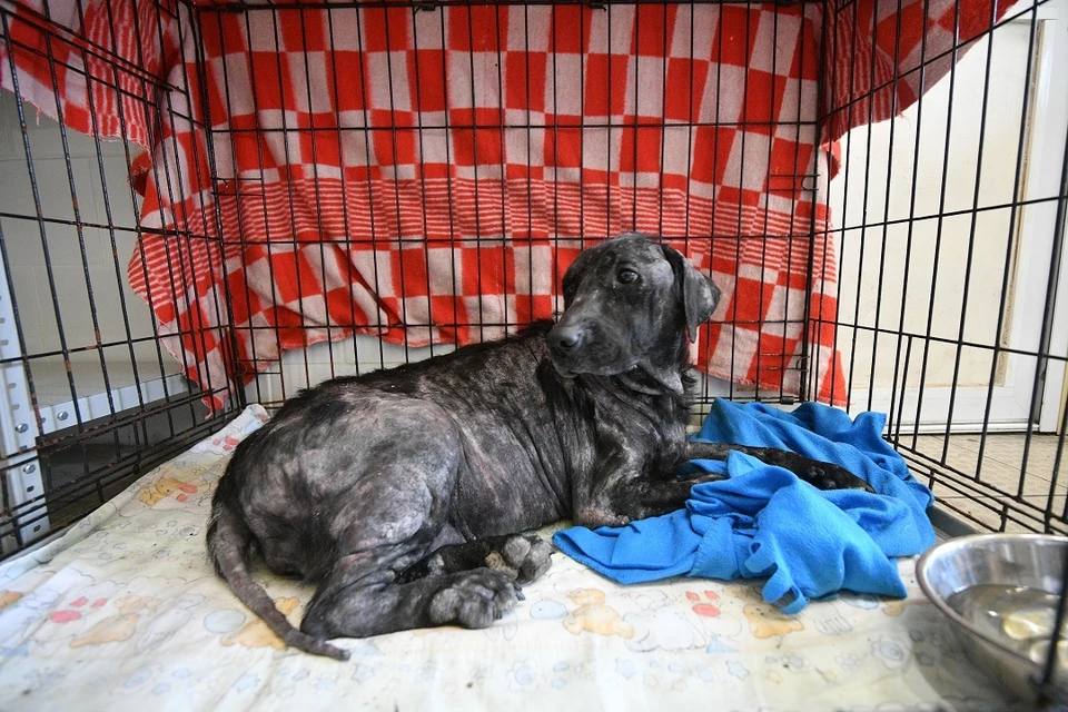 Новосибирцам назвали стоимость содержания бездомных животных в приюте