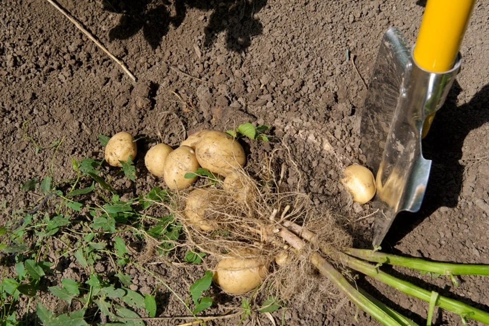 В Россельхозцентре рассказали секреты выращивания картофеля в Республике (архивное фото)