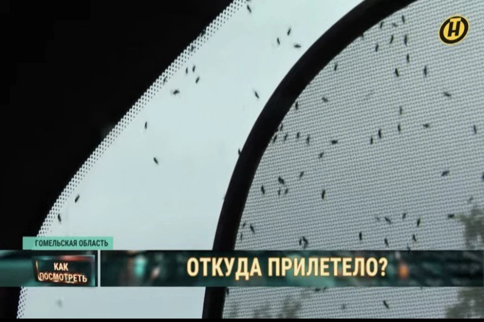 Белорусский энтомолог озвучил причину нашествия мошек на Гомельщине. Снимок носит иллюстративный характер. Фото: скриншот с видео ОНТ