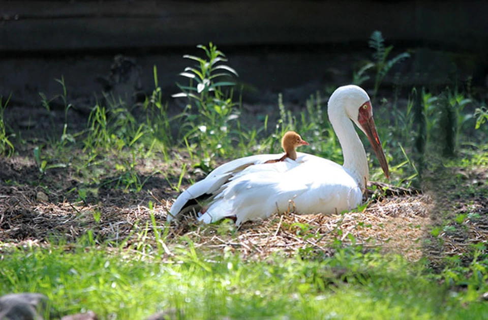 Птенец белого журавля вылупился в зоопарке «Лимпопо».